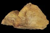 Agatized Fossil Coral - Florida #188174-1